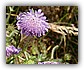 Beemdkroon (Knautia arvensis)